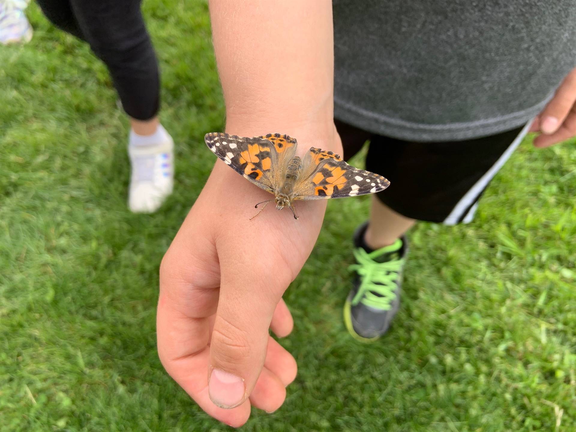 Mrs. Vita and 2A having a butterfly release celebration